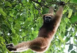 Brown gibbon