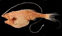 Image 57Gigantactis is a deep-sea fish with a dorsal fin whose first filament has become very long and is tipped with a bioluminescent photophore lure. (from Deep-sea fish)