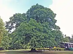 Gilwell Oak