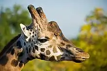  Closeup photograph of a giraffe head