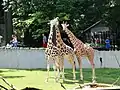 Giraffes