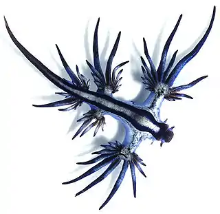 The blue sea dragon uses the surface tension of the water to float upside down.