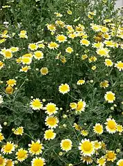 Glebionis coronaria var. discolor