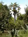 Trachycarpus fortunei in Glendurgan