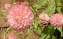 Pink globe amaranth