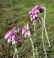 Cross-leaved heath