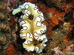 Glossodoris atromarginata