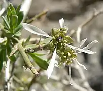 Flowers of Glossopetalon spinescens