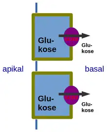 Glucose transporter 2 (GLUT2) also known as solute carrier family 2, member 2 (SLC2A2) is a transmembrane carrier protein that enables protein facilitated glucose movement across cell membranes