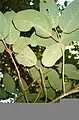 White beech at Boorganna Nature Reserve