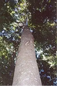 White Beech in a remnant of the Big Scrub - Alstonville, NSW