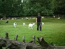 Dr Christian Nawroth showing how goats follow humans about.