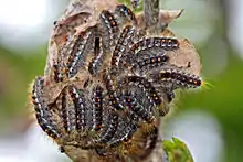 Group of larvae on branch-tip nest. Once larvae reach late instars, colonies break up and larvae feed independently.