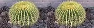 Stereoscopic crossview of a golden barrel cactus.