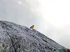 Male at 11,000 ft. in Kullu - Manali District of Himachal Pradesh, India