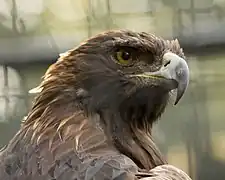 Golden eagle (Aquila chrysaetos).