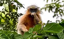 A golden langur in Kakoijana reserved forest