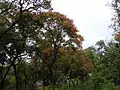 The goldenrain tree (Koelreuteria paniculata) is artificially planted