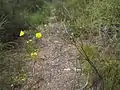 Gompholobium latifolium in the Gibraltar Range National Park