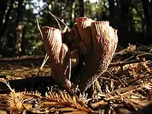 A light brown fungus made of a cluster of several funnel-shaped ruffled segments fused at a common base, growing on the forest floor.