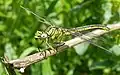 Female, South of France