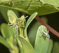 Nymph with exuvia.