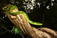 Gonyosoma oxycephalum, Kaeng Krachan National Park, Thailand