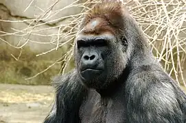 Western gorilla