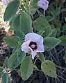 Northern Territory: Sturt’s Desert Rose