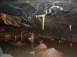 Dark brown cave interior with water. A white vertically hanging stalagmite shown above a brown mound on the cave floor.