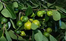 Yellow-fruited Cherry Guava