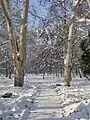 Park in winter