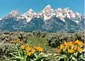 Balsamorhiza sagittata in Grand Teton National Park, Wyoming, US