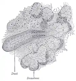 Section of submaxillary gland of kitten. Duct semidiagrammatic. X 200.