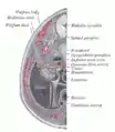 Transverse section of human embryo, eight and a half to nine weeks old.