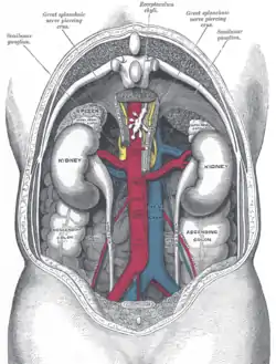 Human kidneys viewed from behind with spine removed.