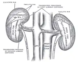 The posterior surfaces of the kidneys, showing areas of relation to the parietes.