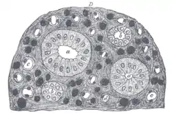 Transverse section of pyramidal substance of kidney of an adult pig, the bloodvessels of which are injected.