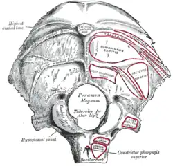 Occipital bone seen from outside (nuchal lines are identified at left)