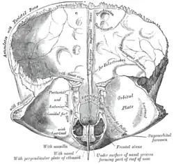 Frontal bone. Inner surface.