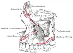 The alveolar process of the maxilla is located at its inferior surface.