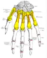 Metacarpus (yellow). Insertions are shown in red. Left hand, posterior (dorsal) view.