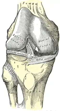 Right knee-joint, from the front, showing interior ligaments.