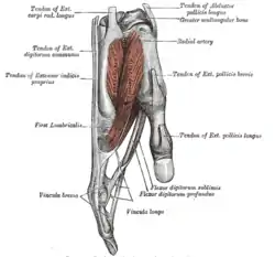 Tendons of forefinger and vincula tendina