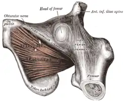 The obturator externus.