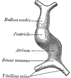 Diagram to illustrate the simple tubular condition of the heart.