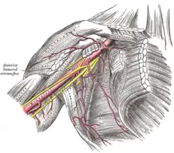 Axillary artery and its branches - anterior view of right upper limb and thorax.