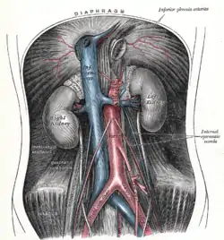 The abdominal aorta and its branches.