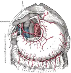 A more realistic image, showing the celiac artery and its branches in humans; the liver has been raised, and the lesser omentum and anterior layer of the greater omentum removed.