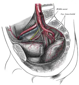 Bifurcation of the aorta and the right common iliac artery - side view.  Hypogastric artery is an old term for internal iliac artery. (Com. iliac. a. is visible at center bottom left.)